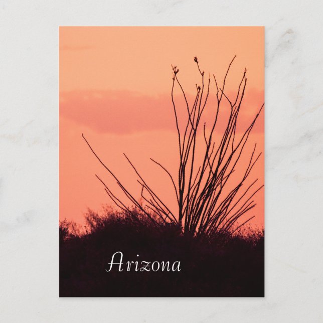 Carte Postale Silhouette d'un ocotillo Arizona (Devant)