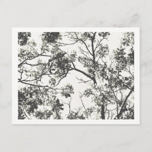 Carte Postale Silhouette noire et blanche de l'arbre