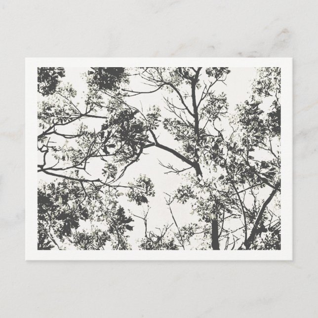 Carte Postale Silhouette noire et blanche de l'arbre (Devant)