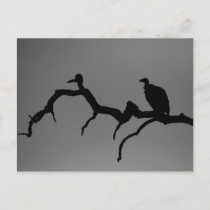 Carte Postale Silhouette vautour