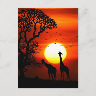 Carte Postale Silhouettes africaines de girafe de coucher du