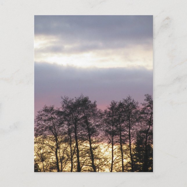 Carte Postale Silhouettes d'arbre à Dusk (Devant)