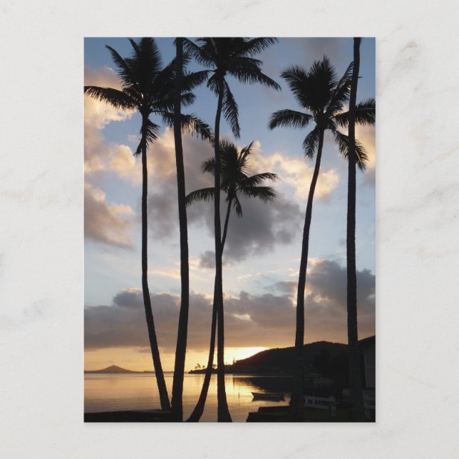 Carte Postale Silhouettes de palmiers à Hawaii (Devant)