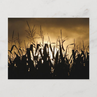 Carte Postale Silhouettes du champ de maïs