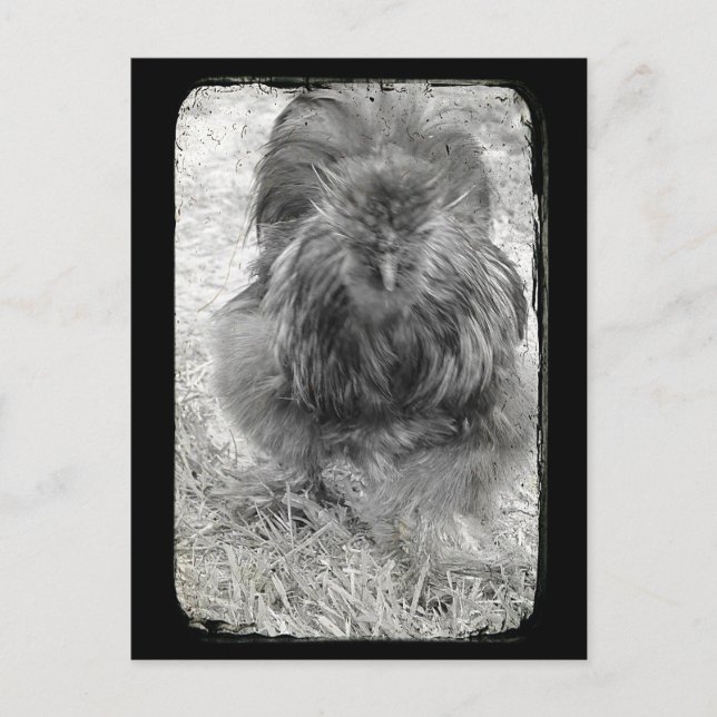 Carte Postale Silkie (Devant)