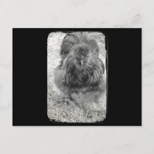 Carte Postale Silkie