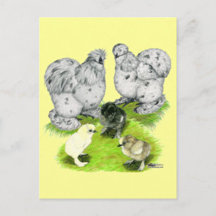 Carte Postale Silkie Bantam Splash Family