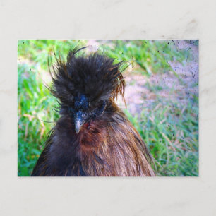 Carte Postale Silkie Rooster