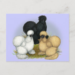 Carte Postale Silkie Trio
