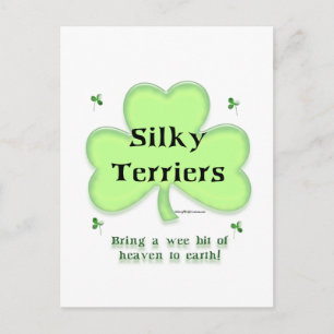 Carte Postale Silky Terrier Heaven, Saint Patrick's day Terrier