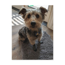Silky Terrier veut une cuisine