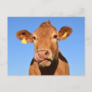 Carte Postale Silly Brown Cow Close-Up