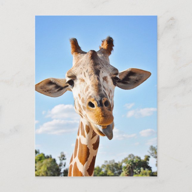 Carte Postale Silly Giraffe (Devant)