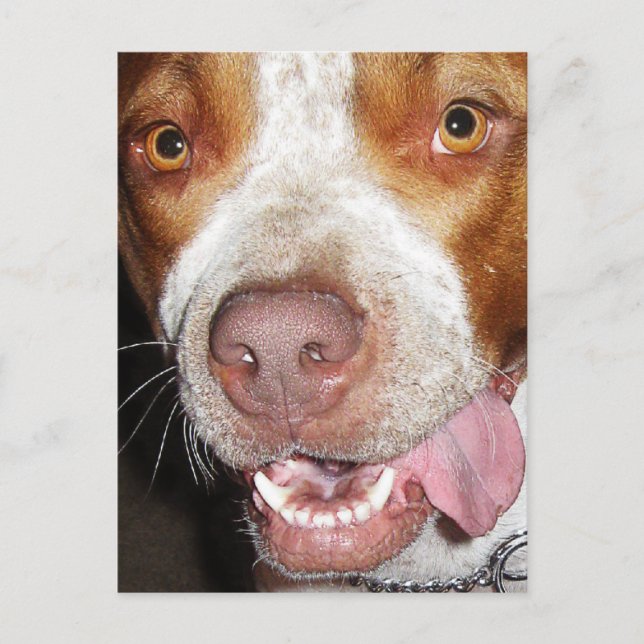 Carte Postale Silly Pitbull Portrait (Devant)