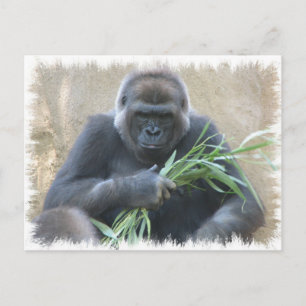 Carte postale Silverback Gorilla