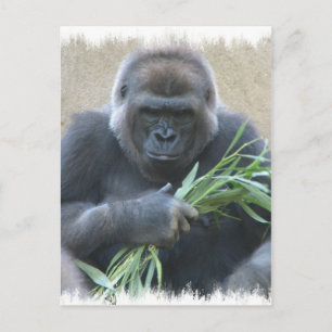 Carte postale Silverback Gorilla