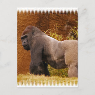 Carte postale Silverback Gorilla Photo