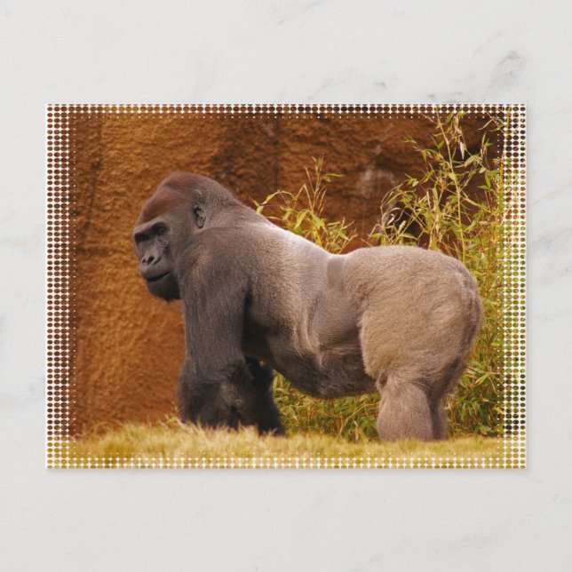 Carte postale Silverback Gorilla Photo (Devant)