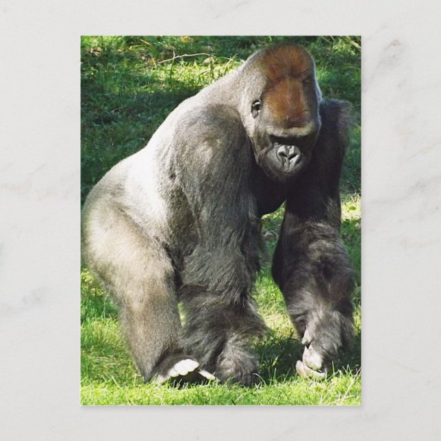 Carte Postale Silverback Male Lowland Gorilla Standing Up (Devant)