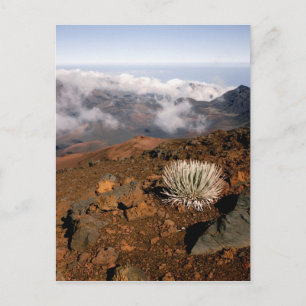Carte Postale Silversword on Haleakala Crater Rim from near 3