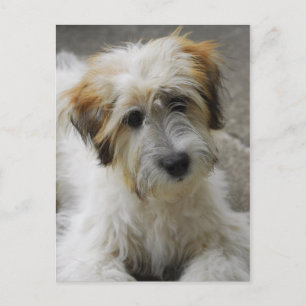 Carte Postale simba