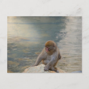 Carte Postale Simian Serenity by the Shore