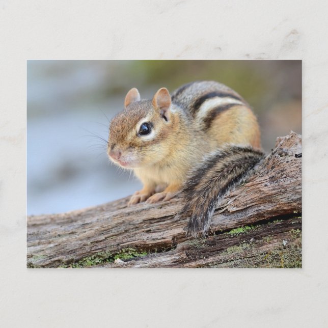 Carte Postale Simple adorable petit Chipmunk (Devant)