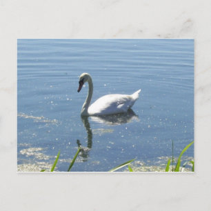 Carte postale simple de cygne