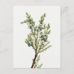 Carte Postale Simple Juniper Vintage de montagne