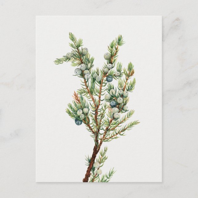 Carte Postale Simple Juniper Vintage de montagne (Devant)