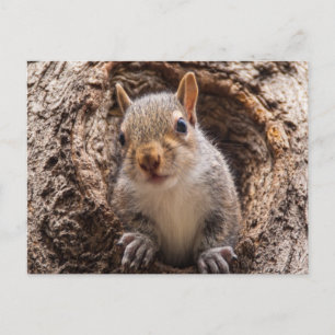 Carte Postale Sincap