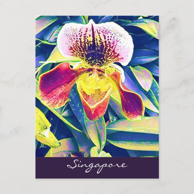 Carte Postale Singapore Orchid voyage Asie du Sud-Est (Devant)