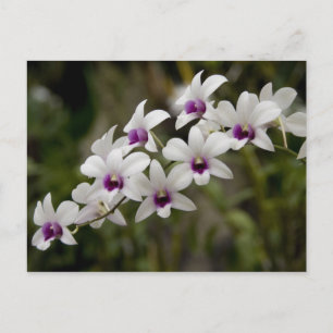 Carte Postale Singapour (Sanskrit pour Lion City). National 2