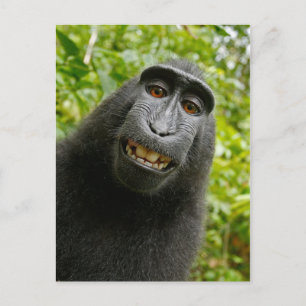 Carte Postale Singe à crête drôle souriant selfie idiot