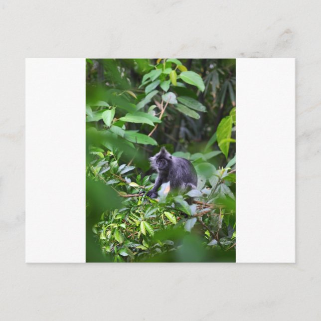 Carte Postale Singe à feuilles noires dans l'arbre Sumatra Indon (Devant)