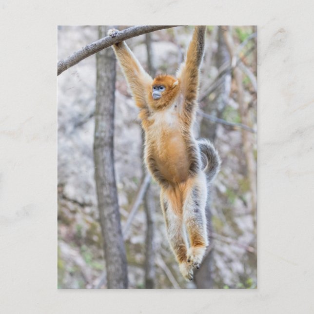 Carte Postale Singe à nez d'or se balançant sur la branche (Devant)