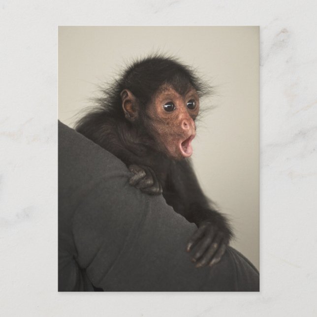 Carte Postale Singe araignée à face rouge Ateles paniscus) (Devant)