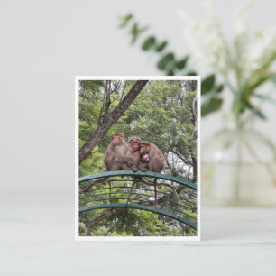 Carte Postale Singe avec un bébé minuscule