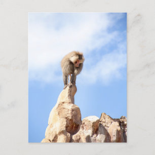 Carte Postale Singe babouin au sommet d'une montagne