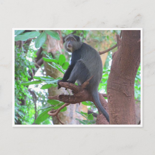 Carte Postale singe bleu (Devant)