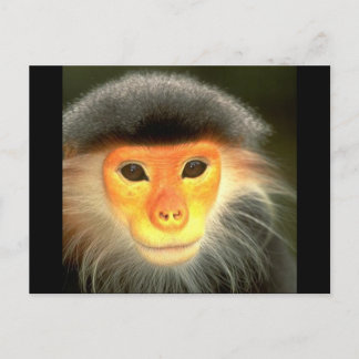 Carte Postale Singe brillant