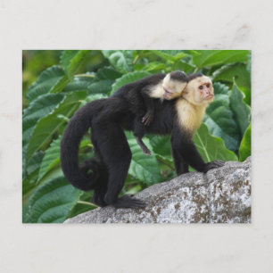 Carte Postale Singe Capucin Adulte Portant Le Bébé Sur Son Dos