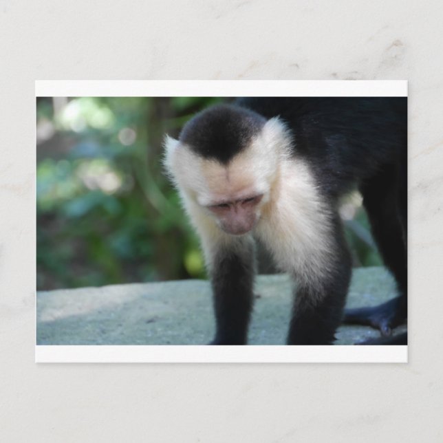 Carte Postale Singe capucin.JPG (Devant)