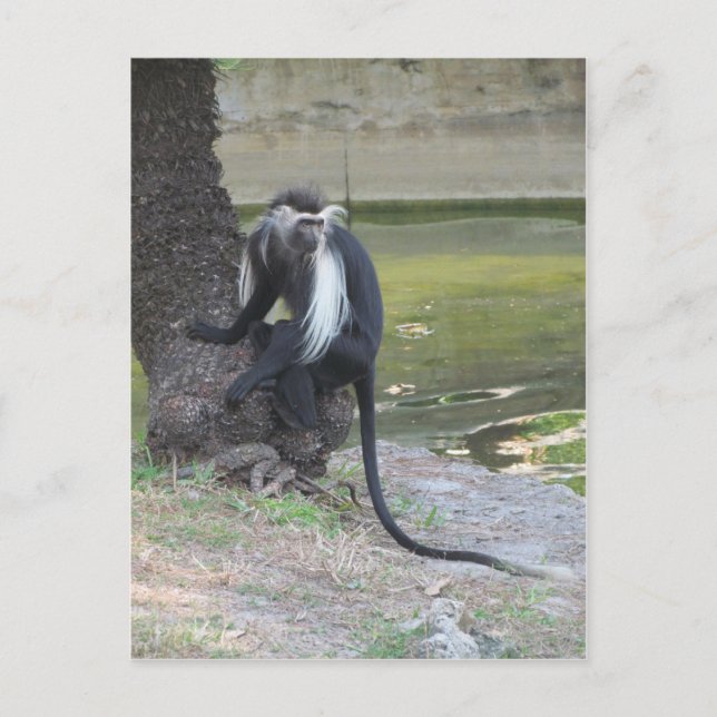 Carte Postale Singe Colobus noir et blanc angolais (Devant)
