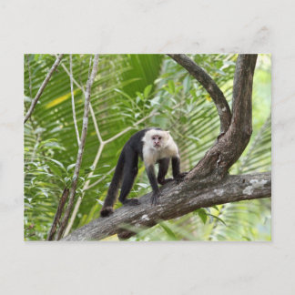Carte Postale Singe dans la jungle
