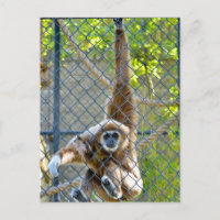 Singe dans l'habitat du zoo