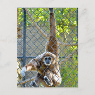 Carte Postale Singe dans l'habitat du zoo