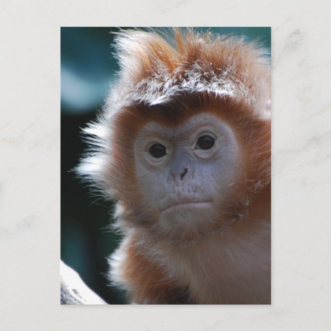 Carte Postale Singe de la Mare Rouge Langur (Devant)