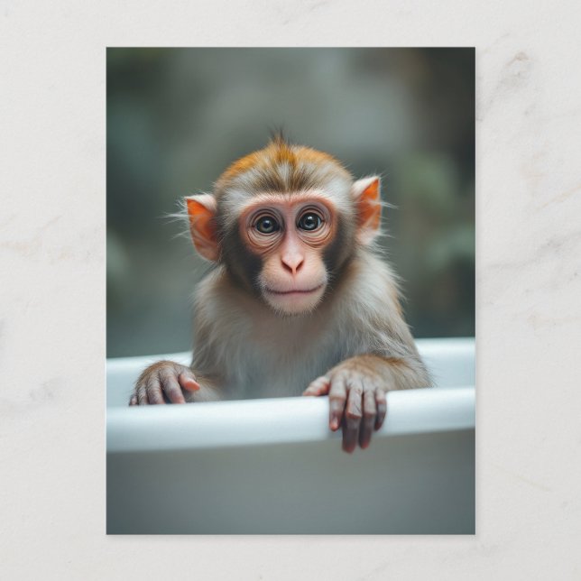 Carte Postale Singe drôle dans la salle de bain (Devant)