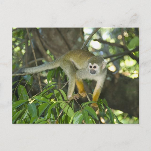 Carte Postale Singe écureuil commun, (Saimiri sciureus), Rio (Devant)